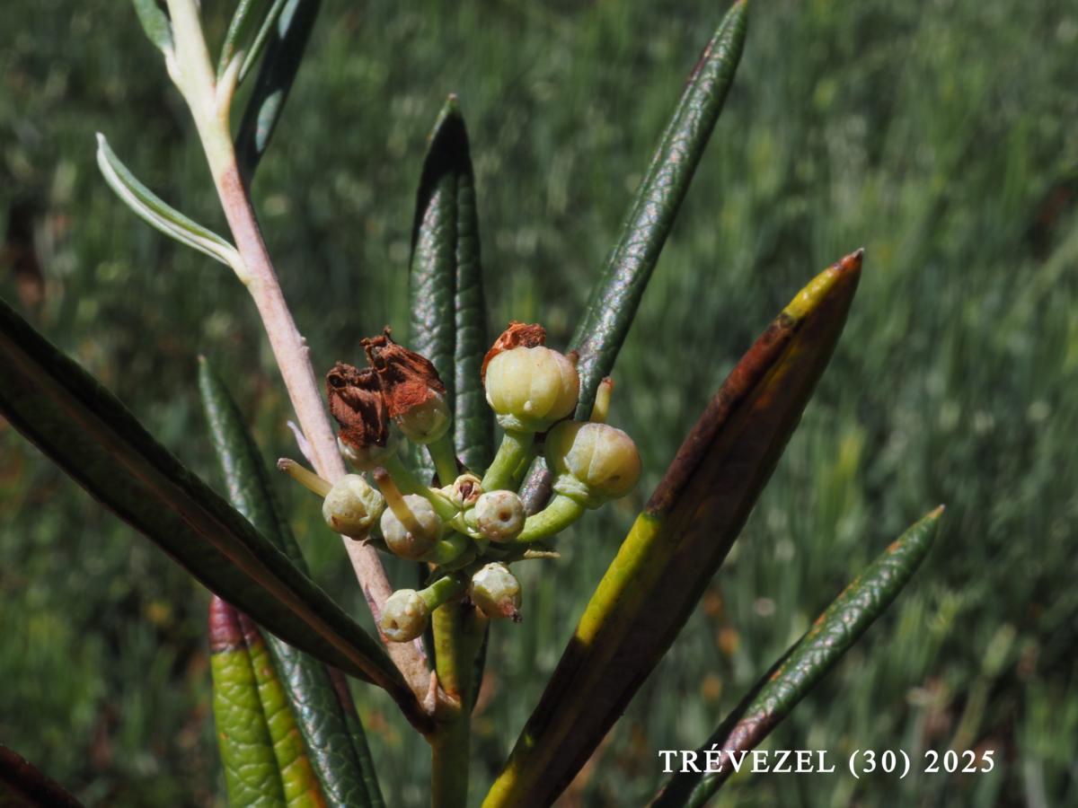 Andromeda, Marsh fruit